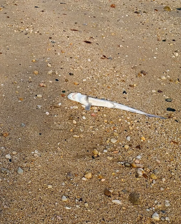 dead baby shark.png