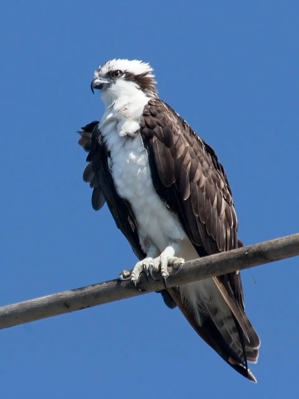 Osprey Mike Baird ttribution 2.0.jpg
