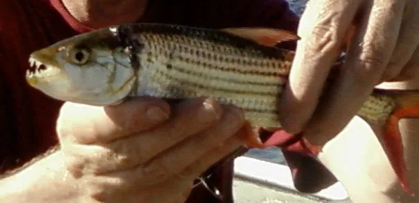 Tigerfish Hydrocynus Vittatus Viridiflavus 3.0.jpg