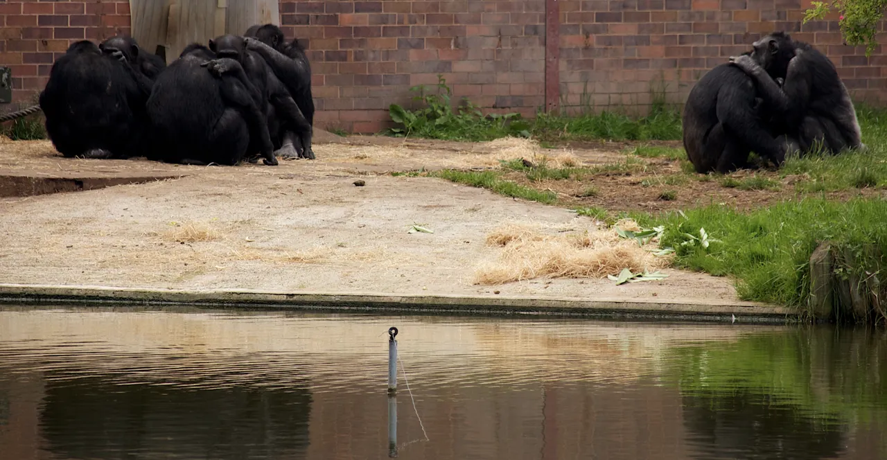 Chimpanzees_at_Chester_Zoo Photograph by Mike Peel www.mikepeel.net cc by SA 4.0.png