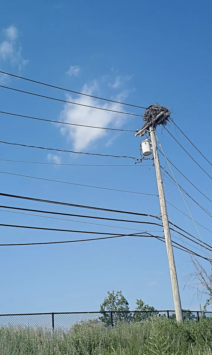 osprey nest 2025.png