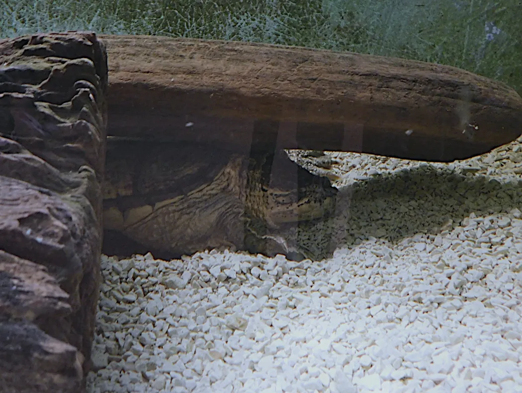 snapping turtle4a good.png