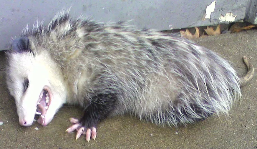 Opossum2 playing dead hand Johnruble public.jpg
