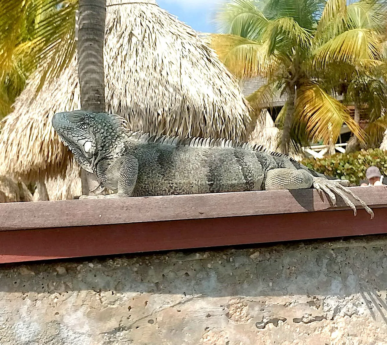 iguana resting.png