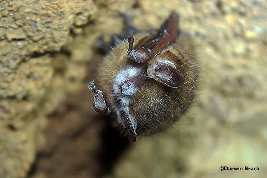 Tri-colored bat with visible WNS symptom Darwin Brock 2.0.jpg