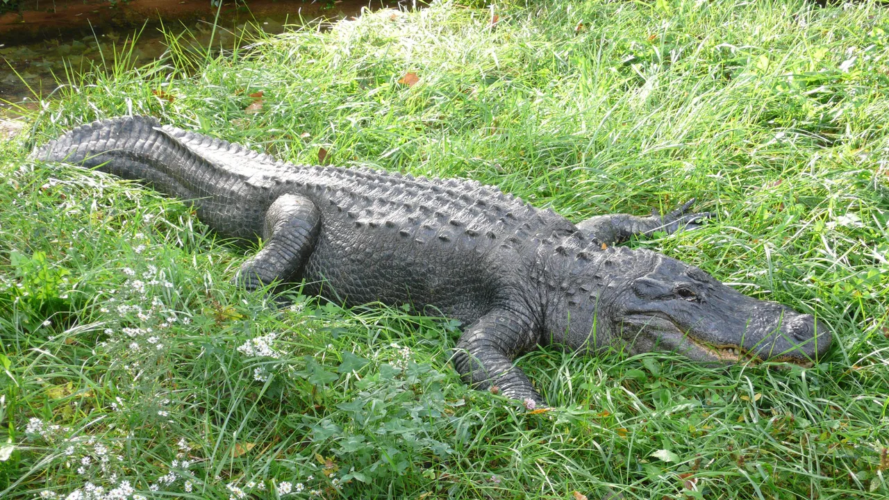 Alligator_mississippiensis TimVickers public.jpg