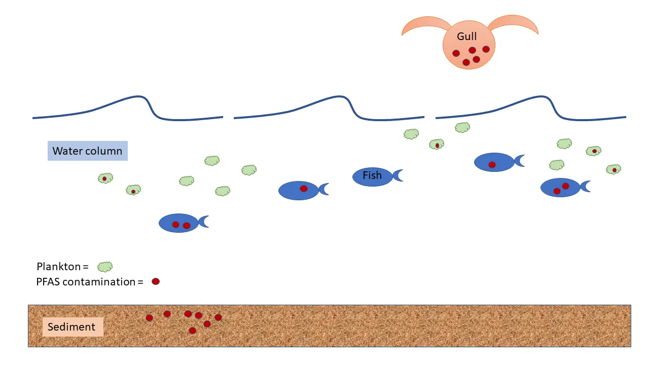 PFAS Biomagnification  Yanishevsky 4.0.png