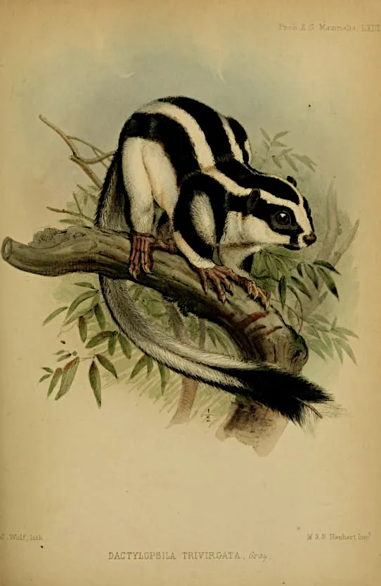 wallace Striped_Possum,_illustrated_by_J._Wolf_(1858) public.png