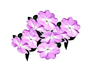 flower extract4.jpg