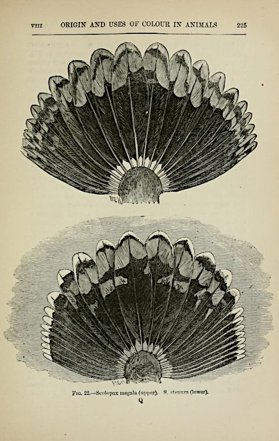 Darwinism by wallace Page_225 from the biodiversity heritage library.png