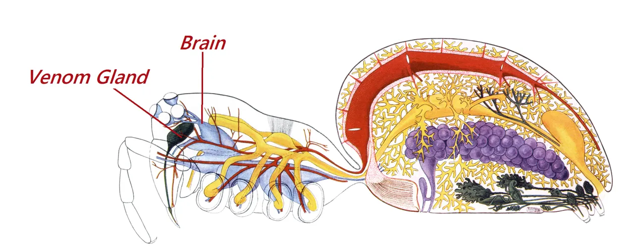 Spider_internal_anatomy John Henry Comstock public domain.png