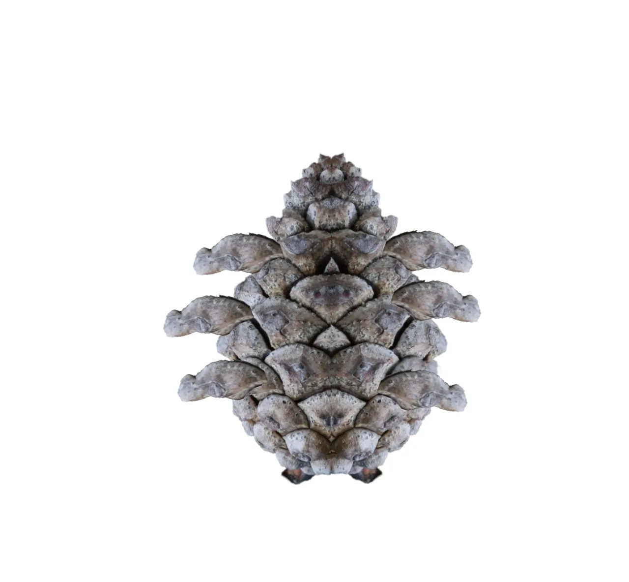 pinecone house for blog .png
