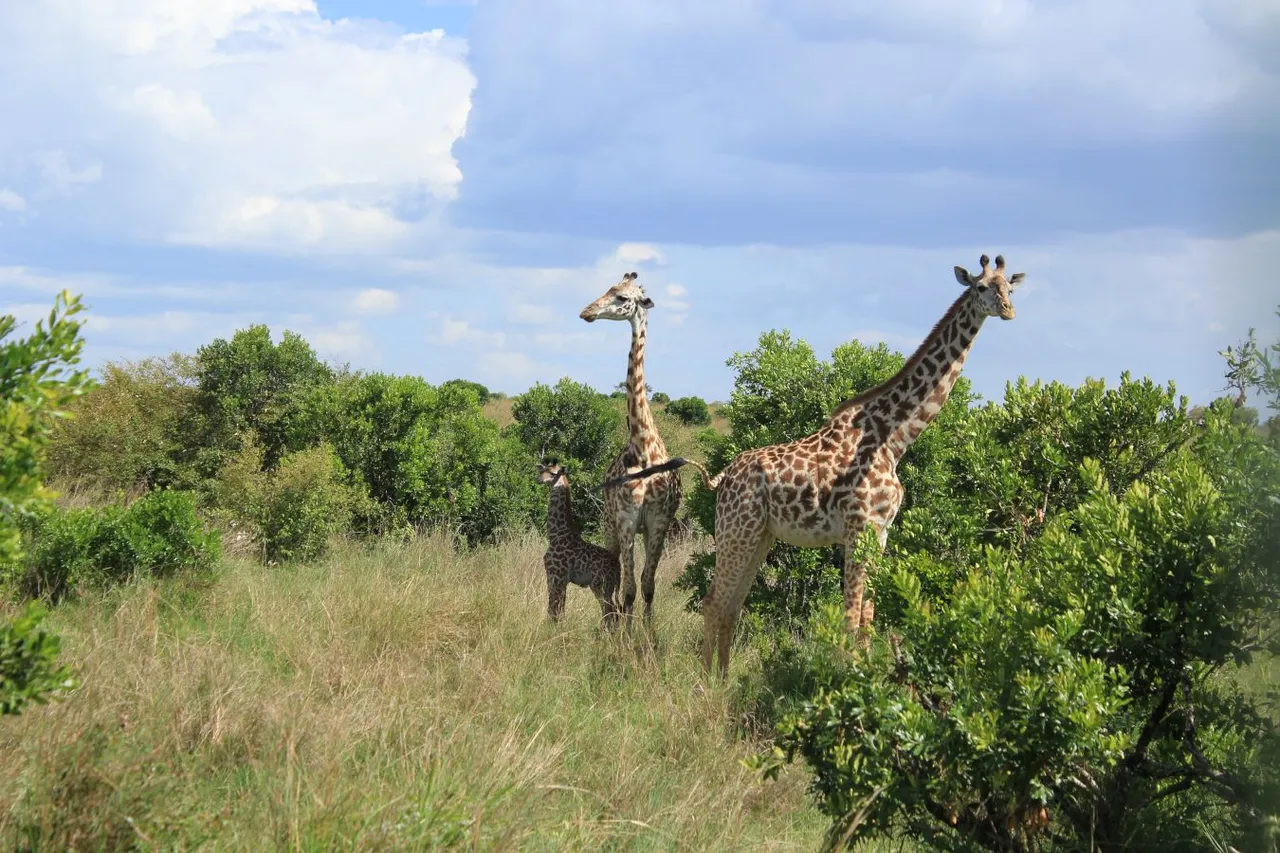 Giraffes_with_a_baby_giraffe Bjarki7814.0.jpg