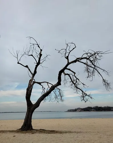 solitary tree a.jpg