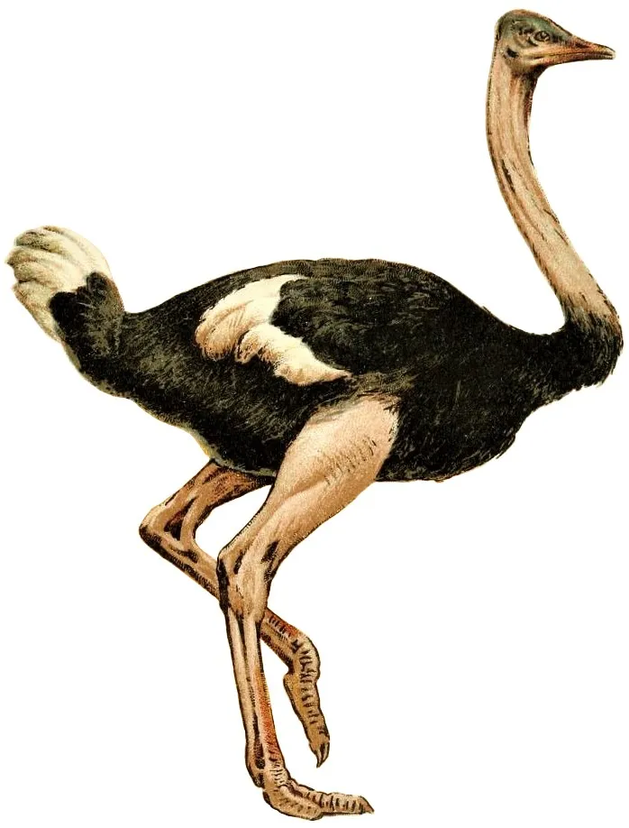 moa A_book_of_birds_(Plate_I)_(Struthio_camelus).jpg