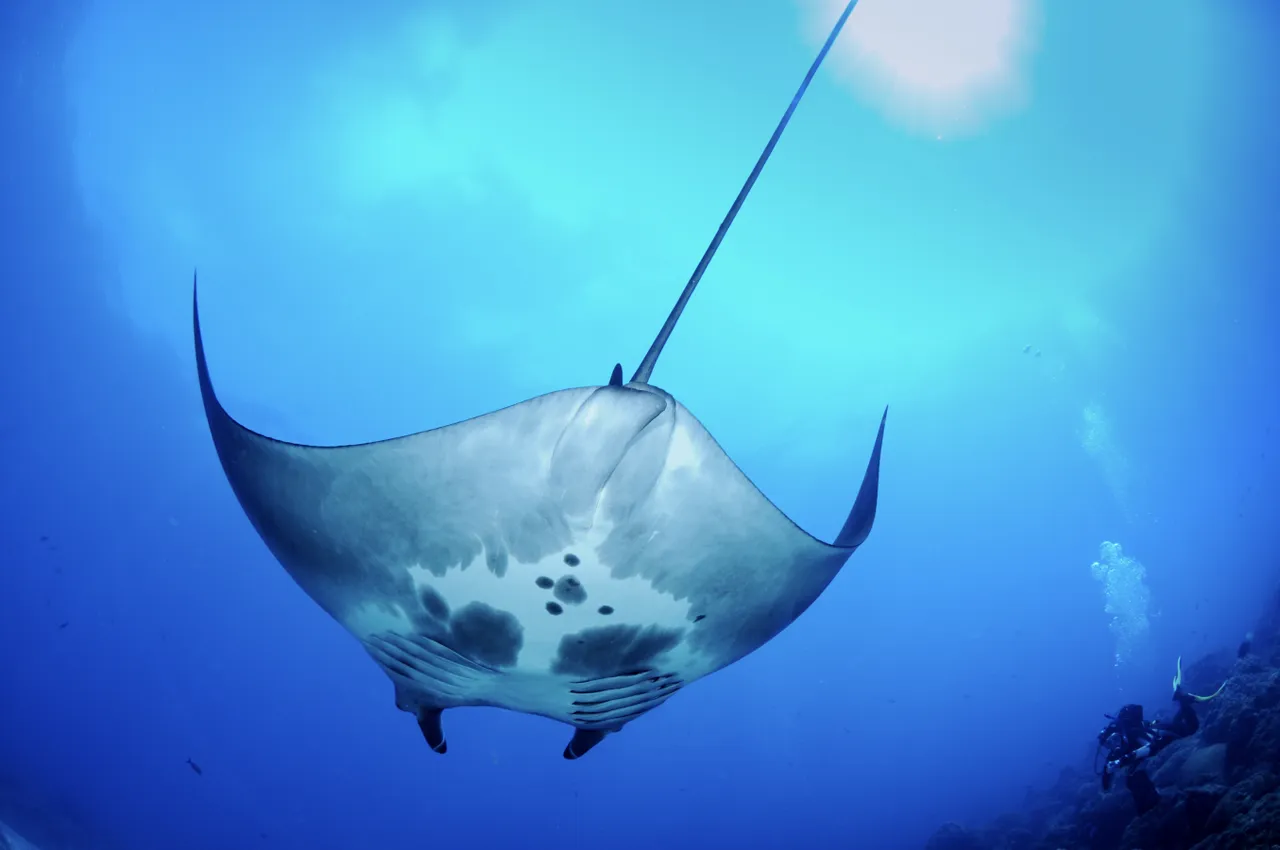 manta ray G.P. Schmahl NOAA public.png