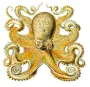 octopus pixabay jpg.jpg