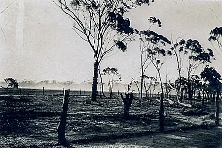 Fallow_caused_by_emus author unknown Pickering Brook Heritage public.jpg