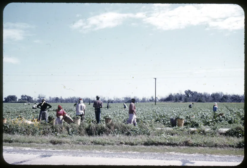 Lobeco,_South_Carolina_Migrant_Workers,_March_1962 Archives Branch, USMC History Division 2.0.png