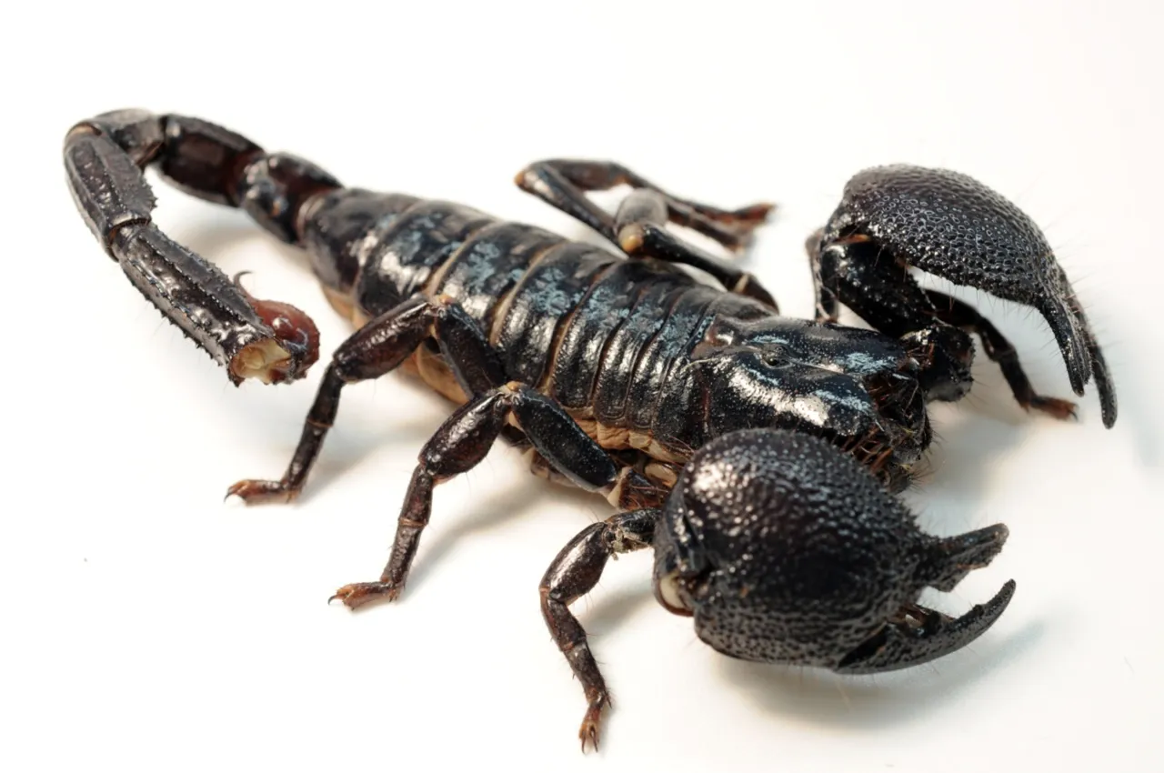 Female_Emperor_Scorpion Rosa Pineda 3.0.png