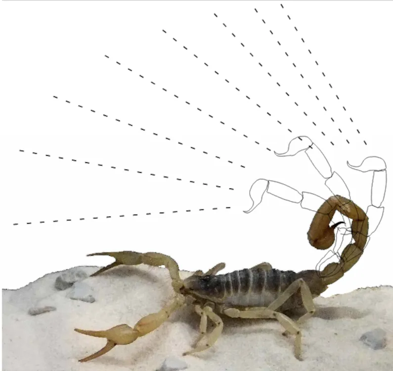 scorpion squirting.png