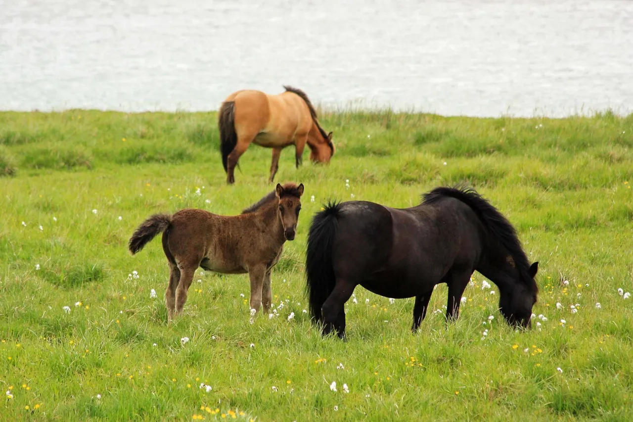 Icelandic horses with foal Andrea Schaffer 2.0.jpg