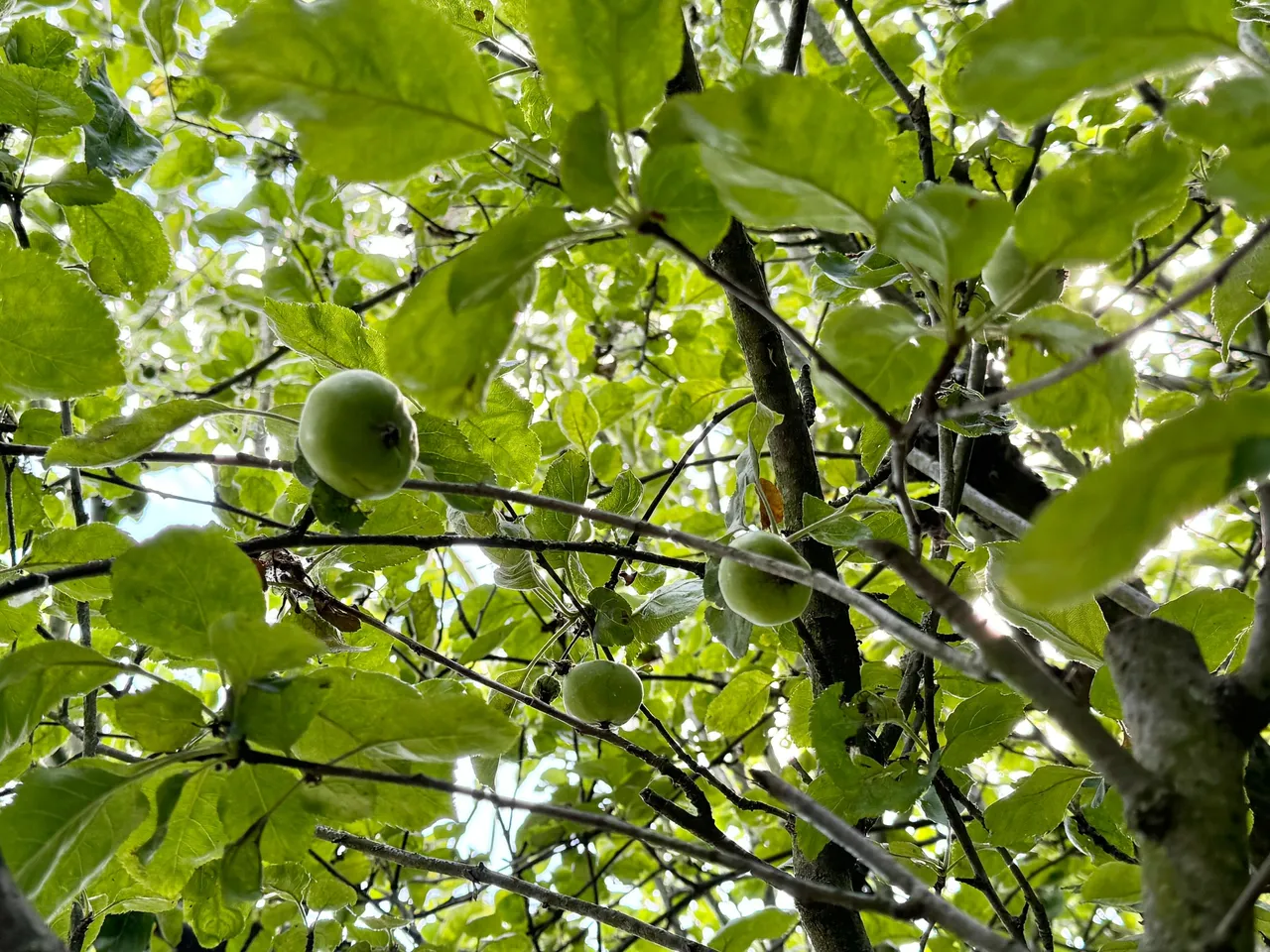 C6779FA7-9205-4B07-BC08-AA07D10FBA6D_1_201_a.jpeg