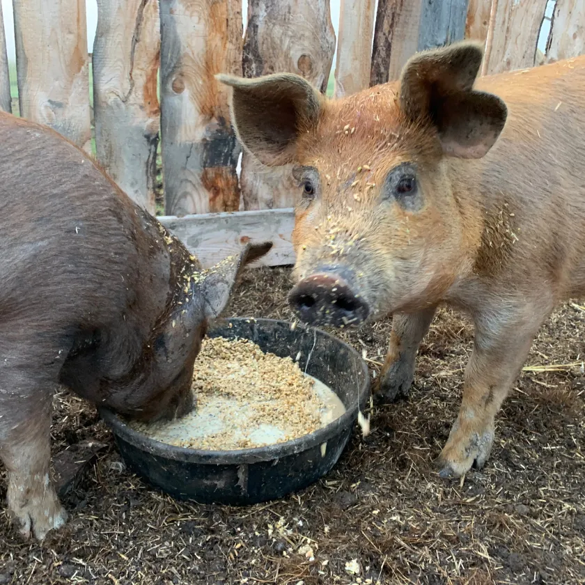 How to Make DIY Pig Feed for Beginners Raising Pigs