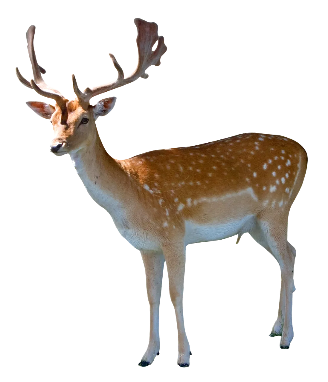 purepng.com-deeranimaldeerdoe-981524644306k3x1s.png