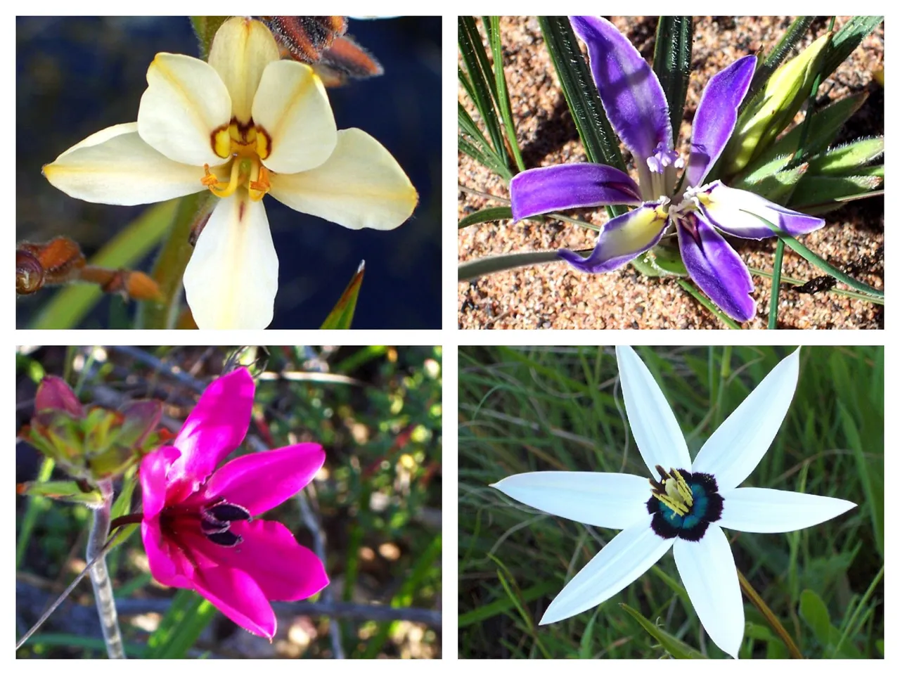 Flower Collage2.jpg