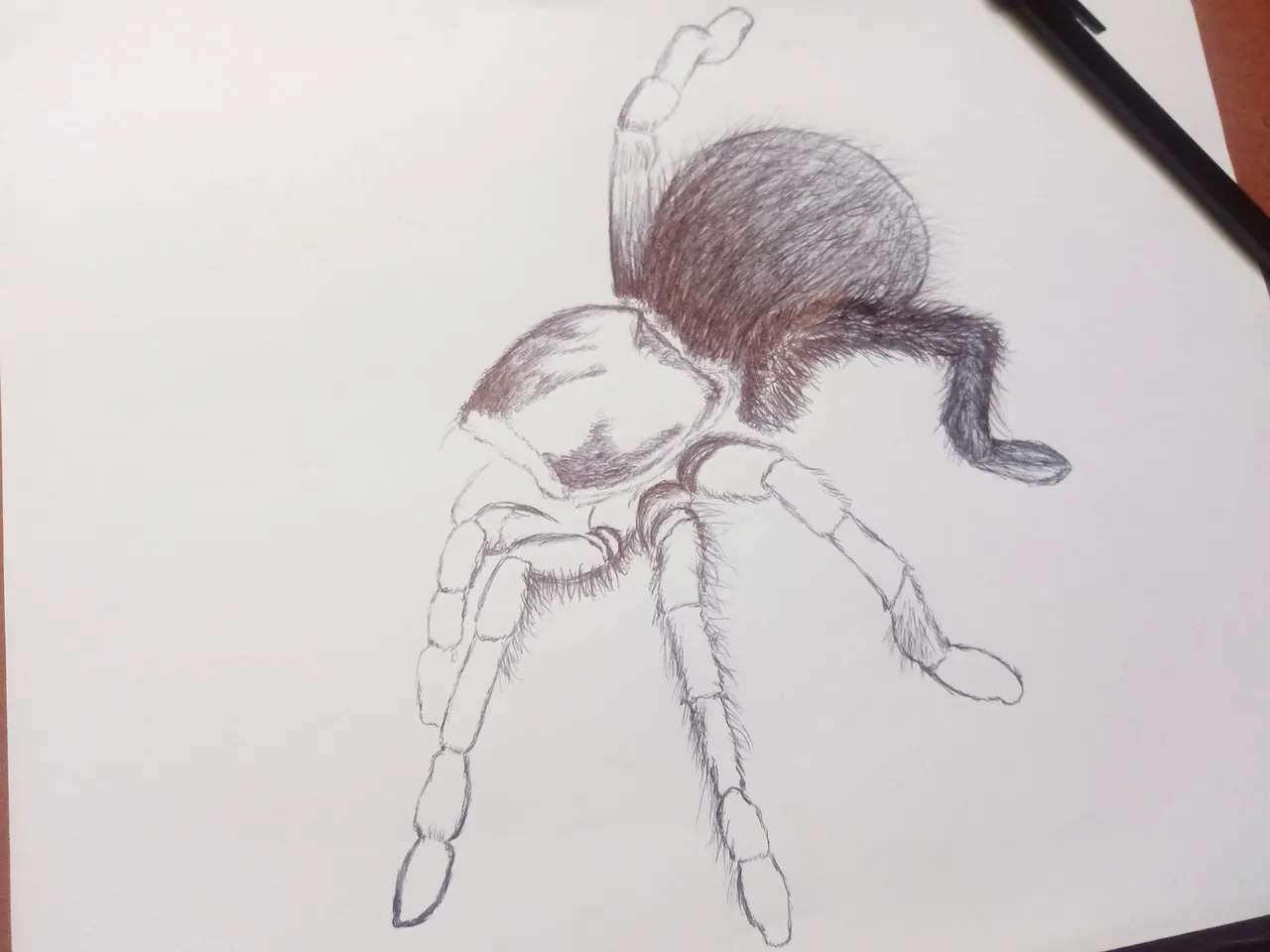 araña 3.jpg