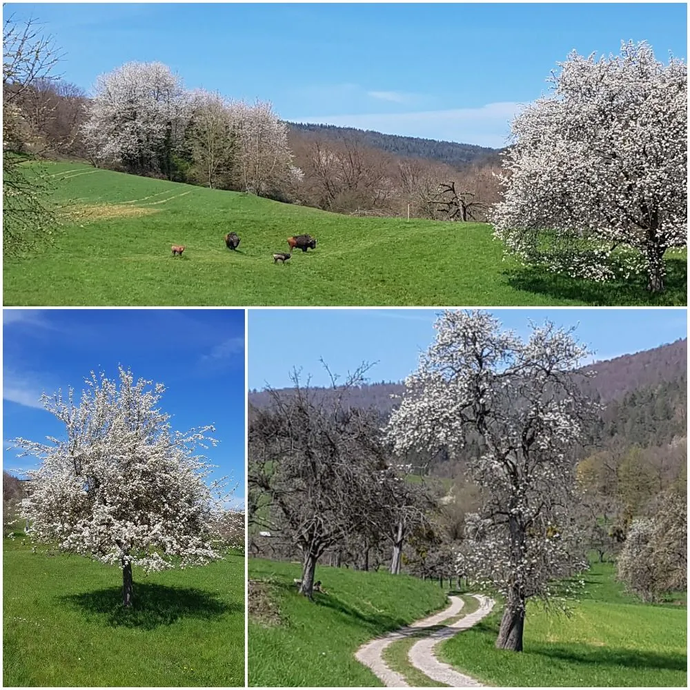 collenberg paradise.jpg