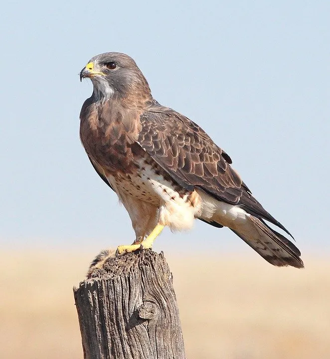 hawk-1853120_960_720.jpg