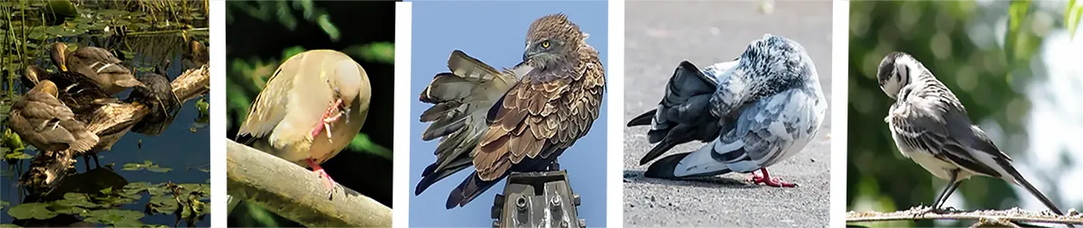 feathered-smap.jpg