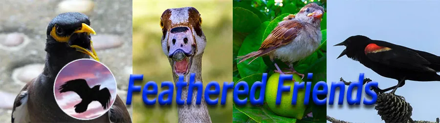 featheredfriends-banner.jpg