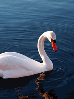 swan_6ro1judu.gif