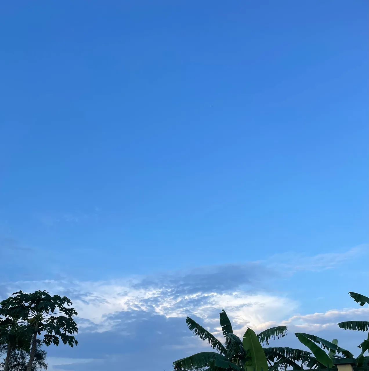 IMG_0037.jpeg