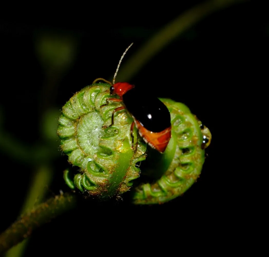 DSCF5395 peakd.jpg