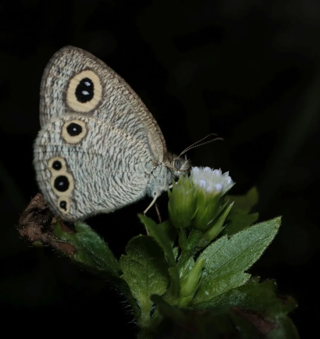 DSCF5378 peakd.jpg