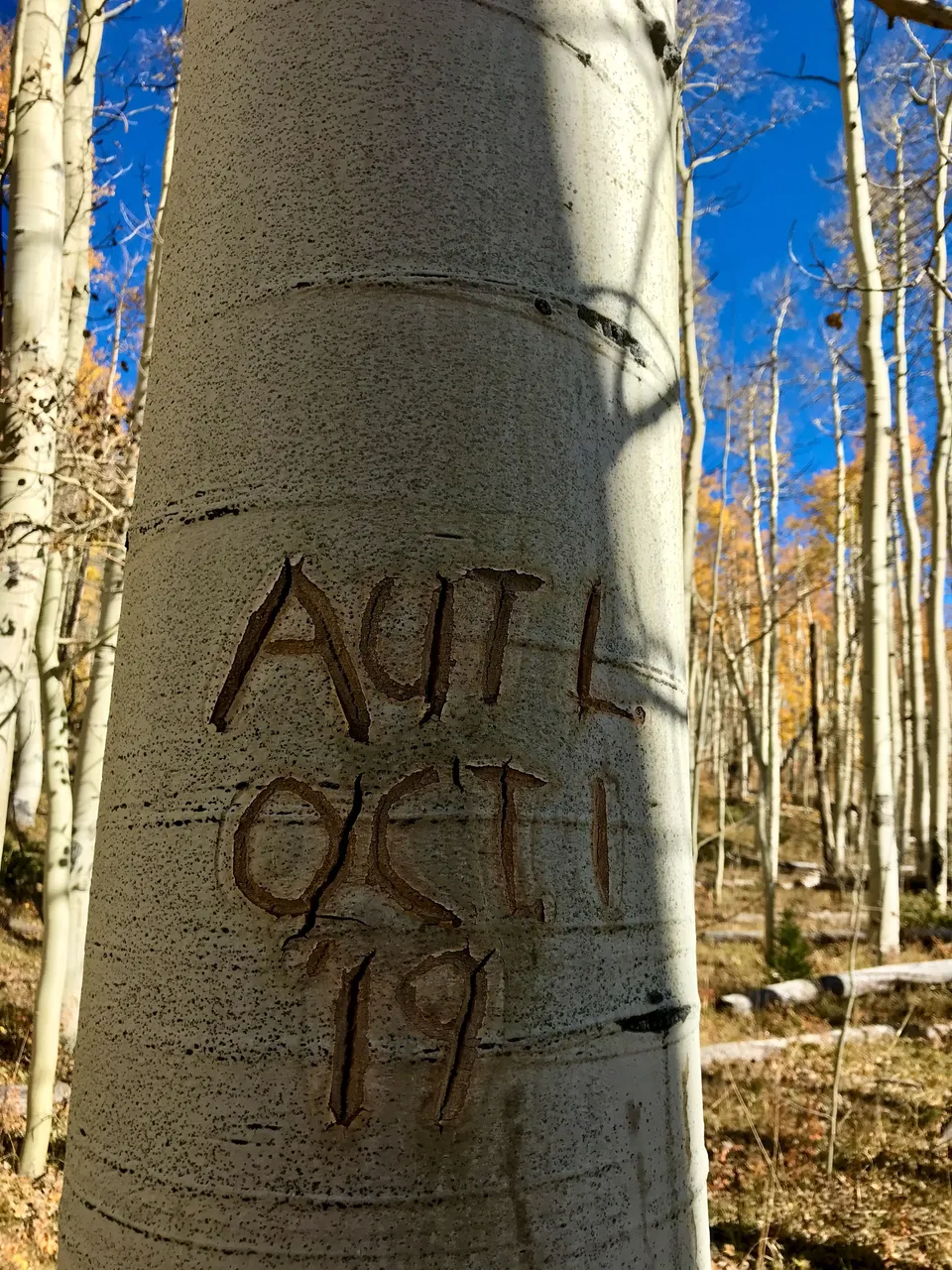 aute.jpeg