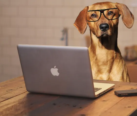dog_crypto.png