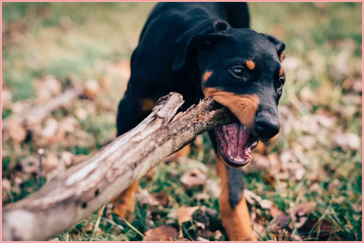 dog.jpg