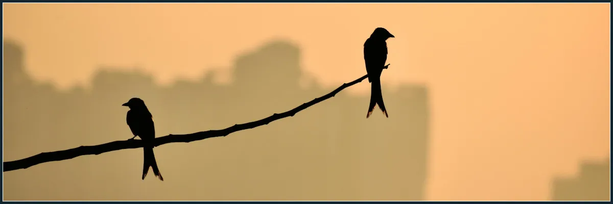 birds.jpg