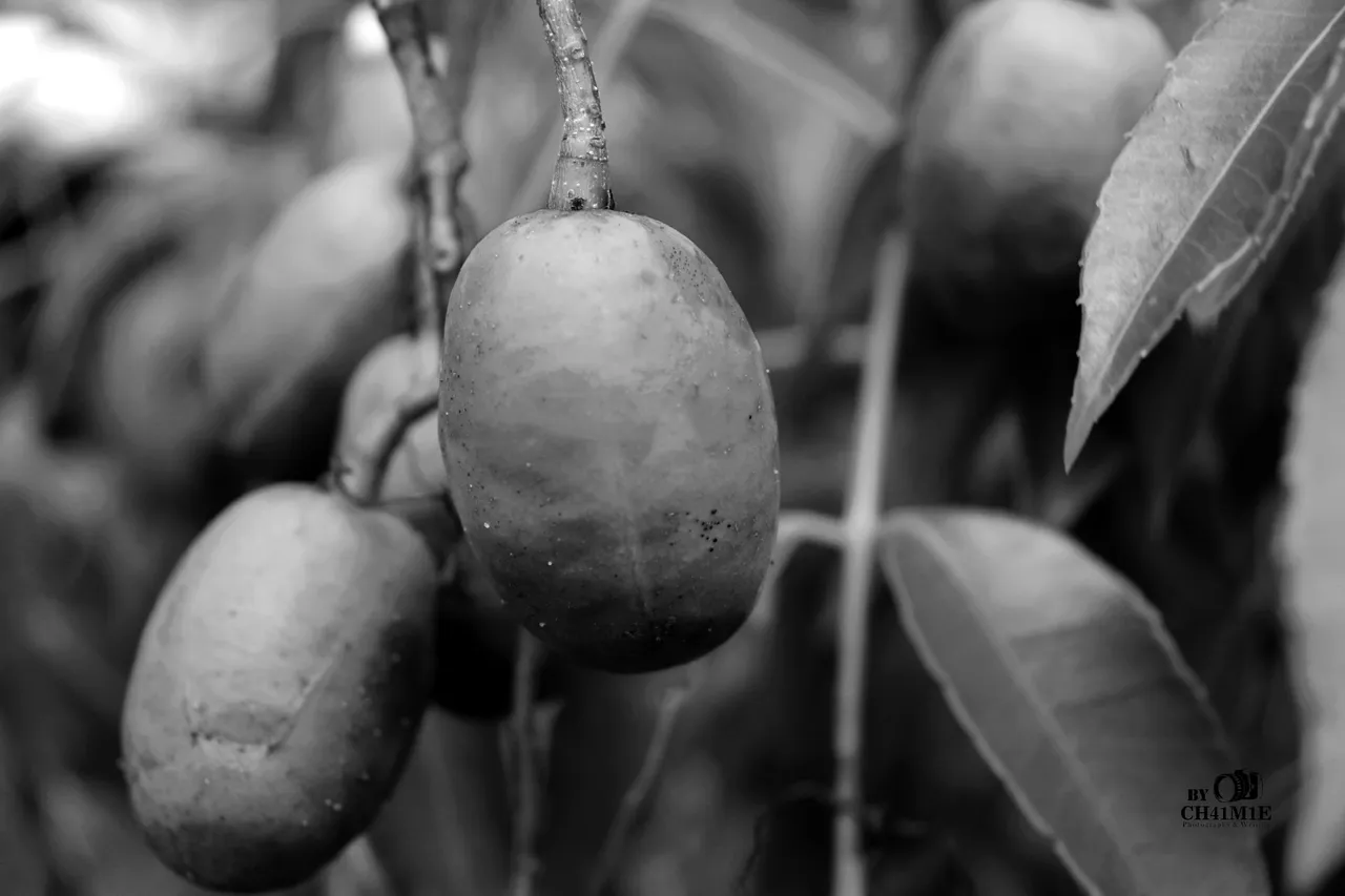 Buah (5).JPG