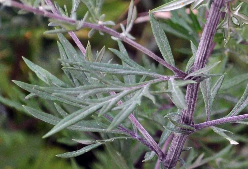 beifuss-artemisia-vulgaris-blatt.jpg