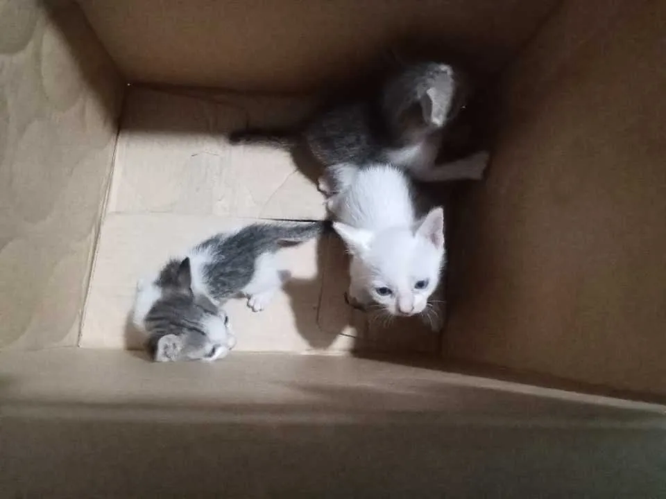 received_993774284911984.jpeg