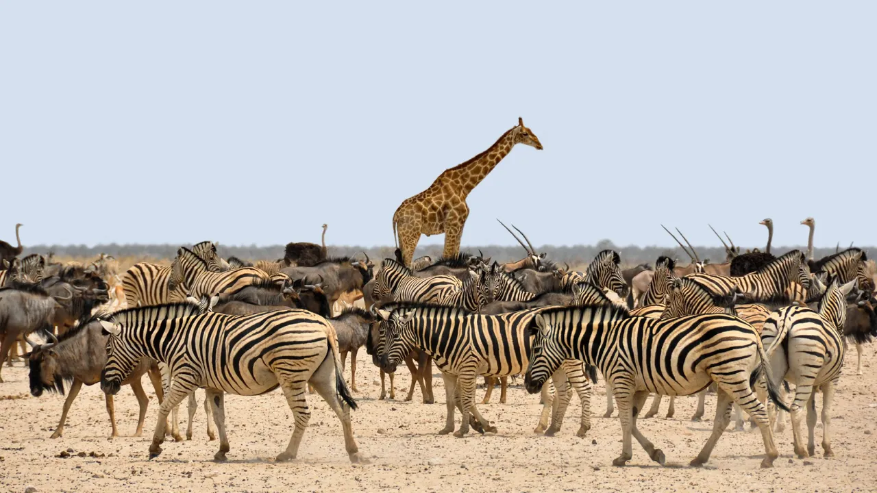 zebra-1170177.jpg