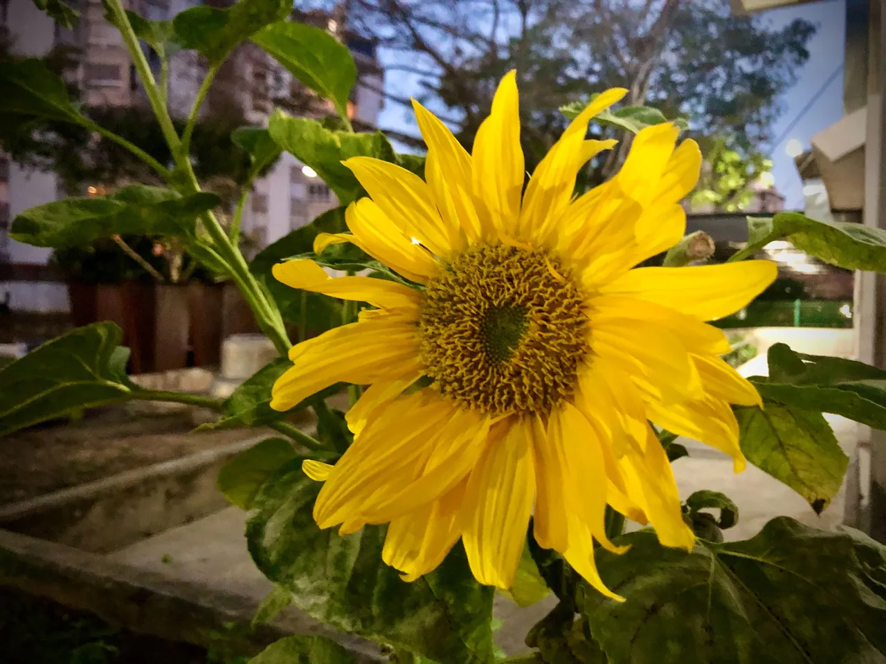Girasol1.jpg