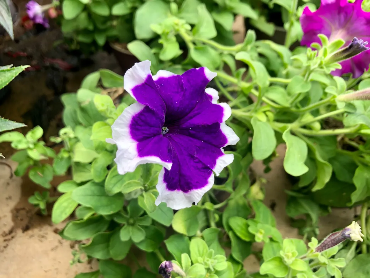 Vivero_3.jpg