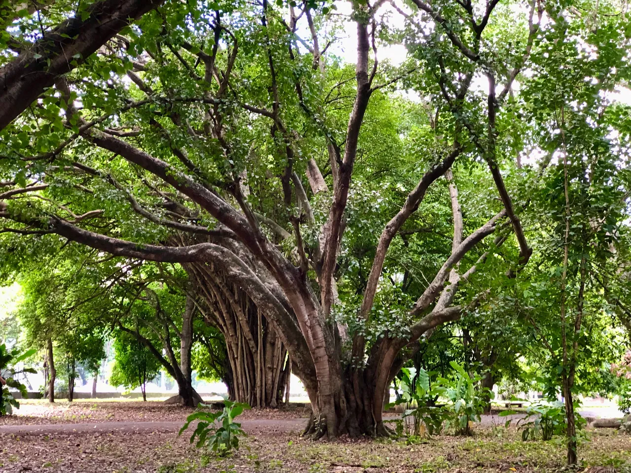 JardinBotanicoCaracas14.jpg